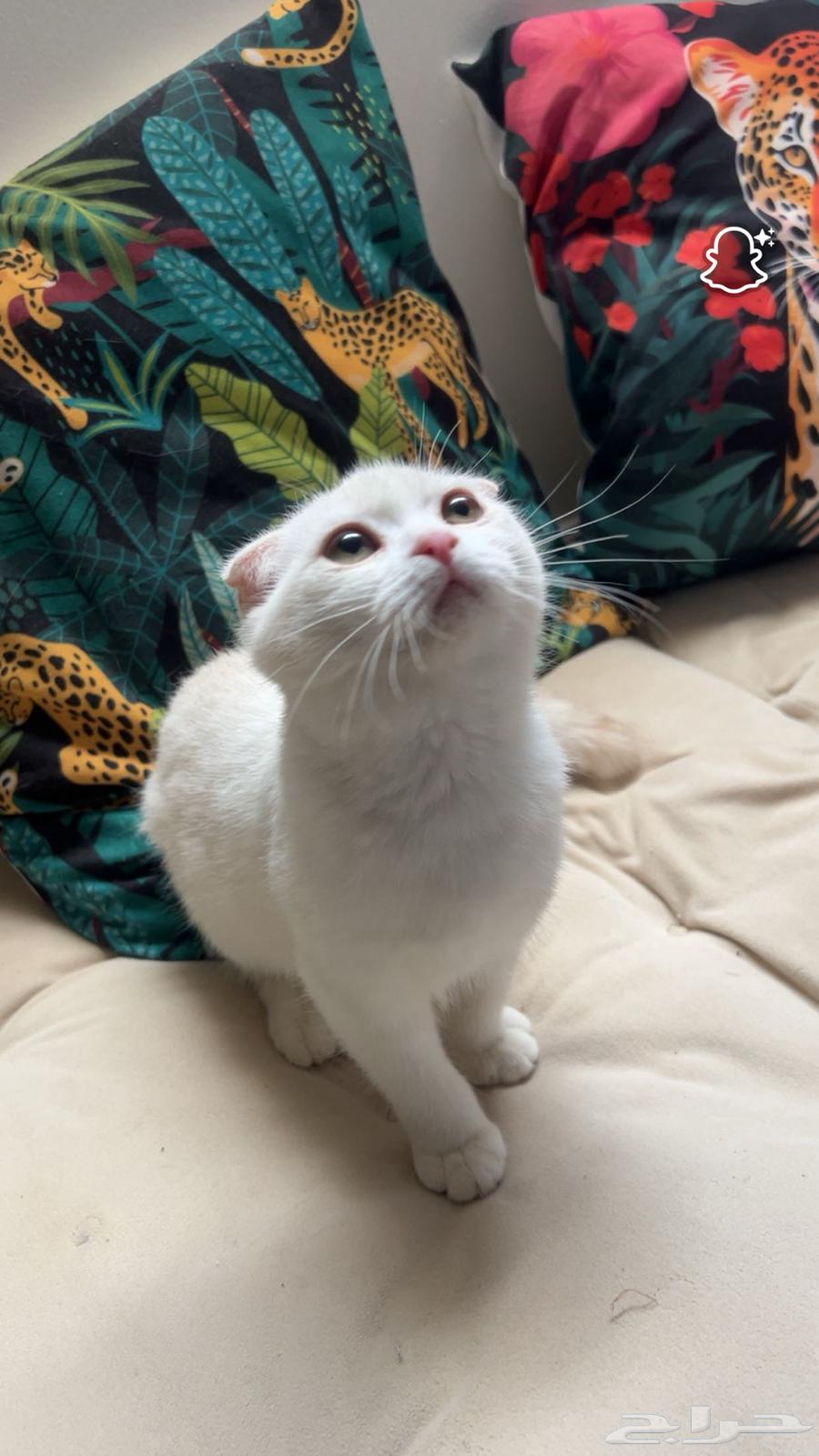 للبيع قطة سكوتش فولد64434905120771114