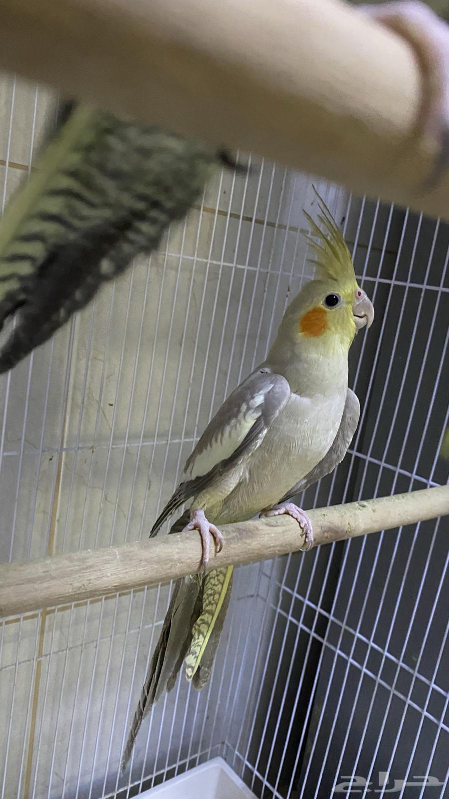 للبيع زوج كروان منتج64439023272962111