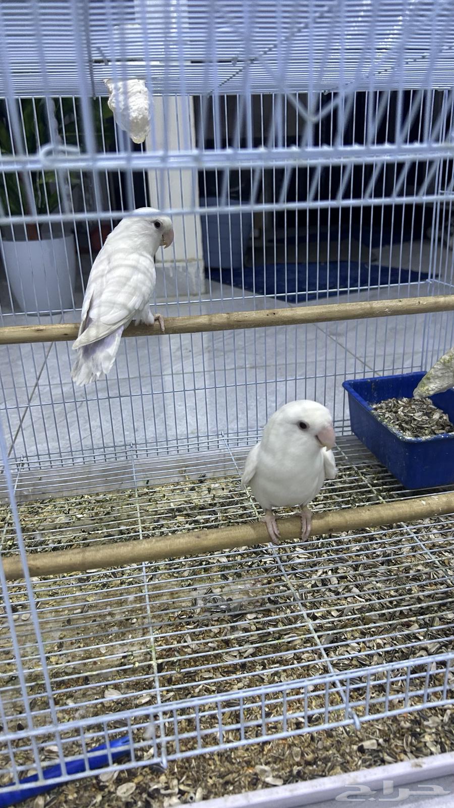 روز البينو64437288477057114