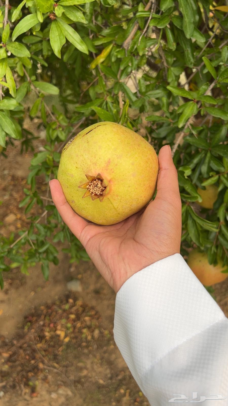 Baha Pomegranate, Luxury Production64437921686147112