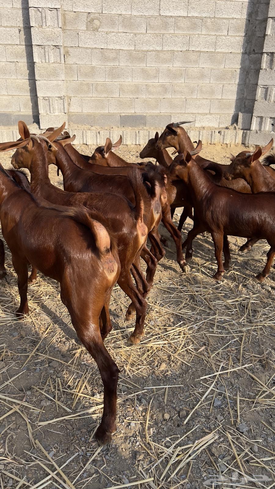 معزا دهم دبس جذعات ( تم البيع )64435163726977113