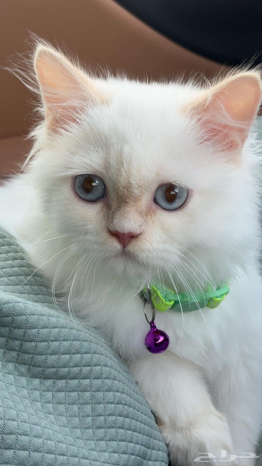 قطة للبيع انثى .64435423151107110