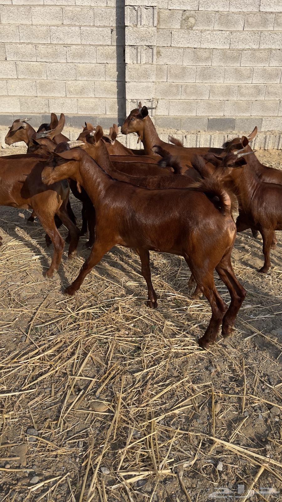 معزا دهم دبس جذعات ( تم البيع )64435163726977112