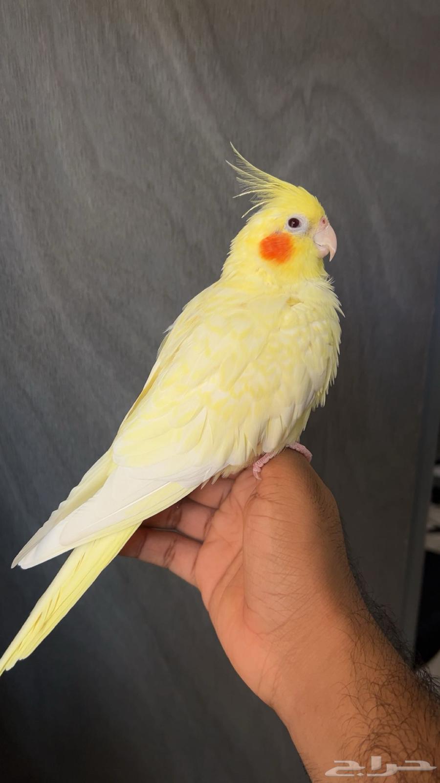 كروان لاتينو للبيع64437261307521111