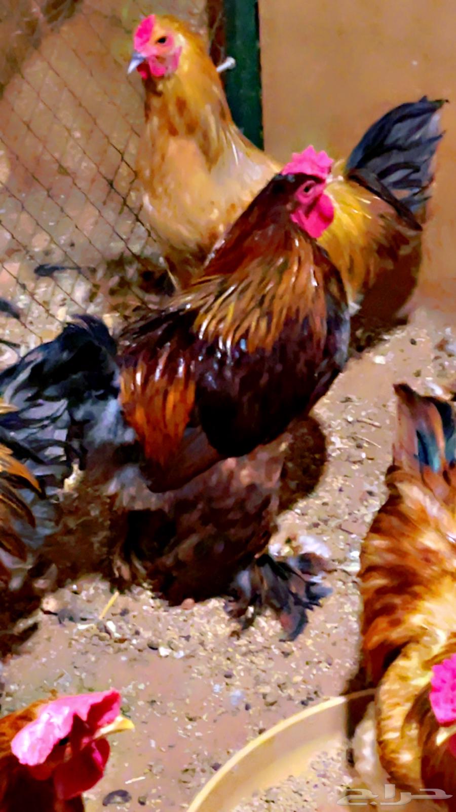 ديوك براهما الماني64434034009603113