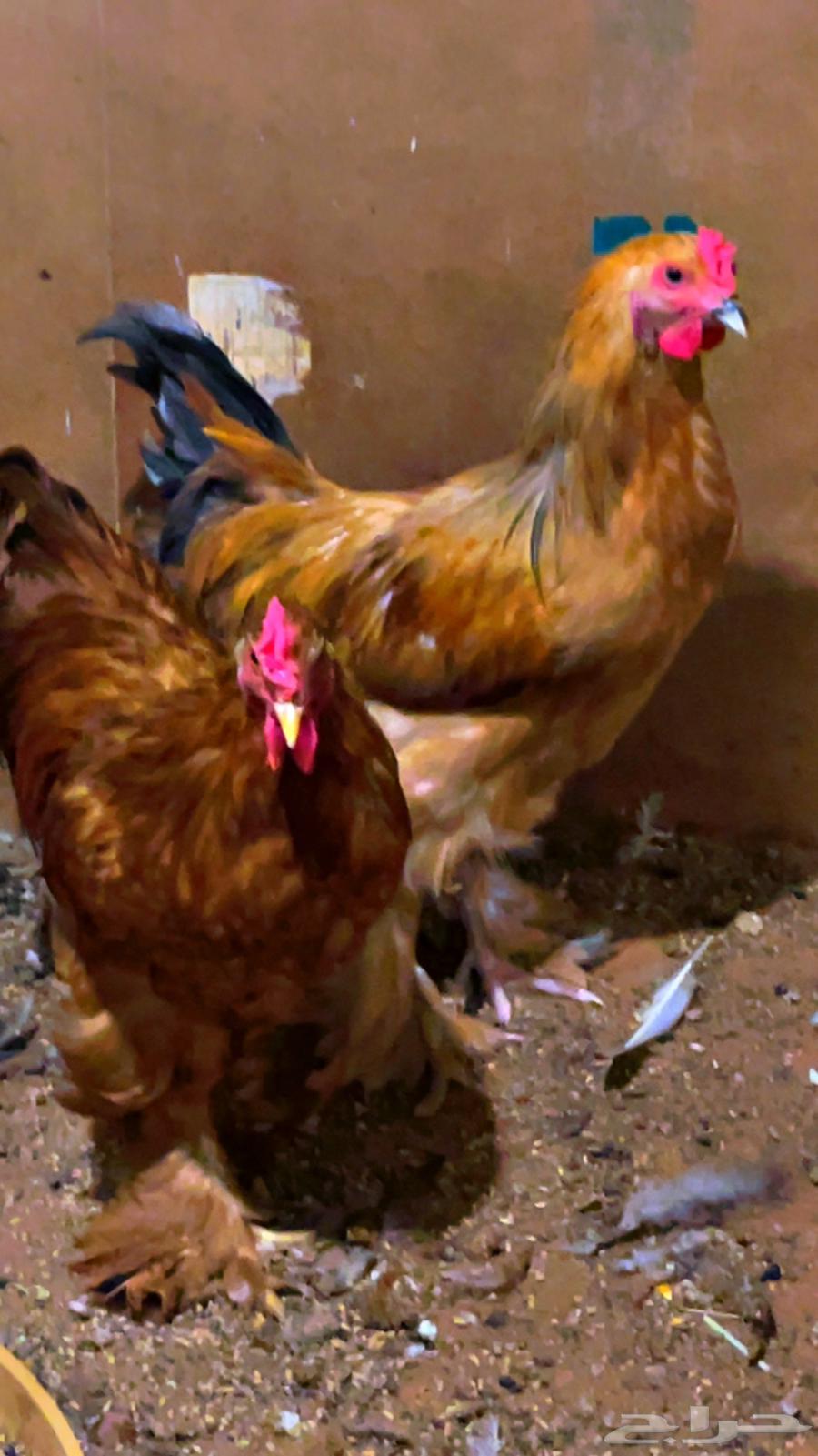 ديوك براهما الماني64434034009603111