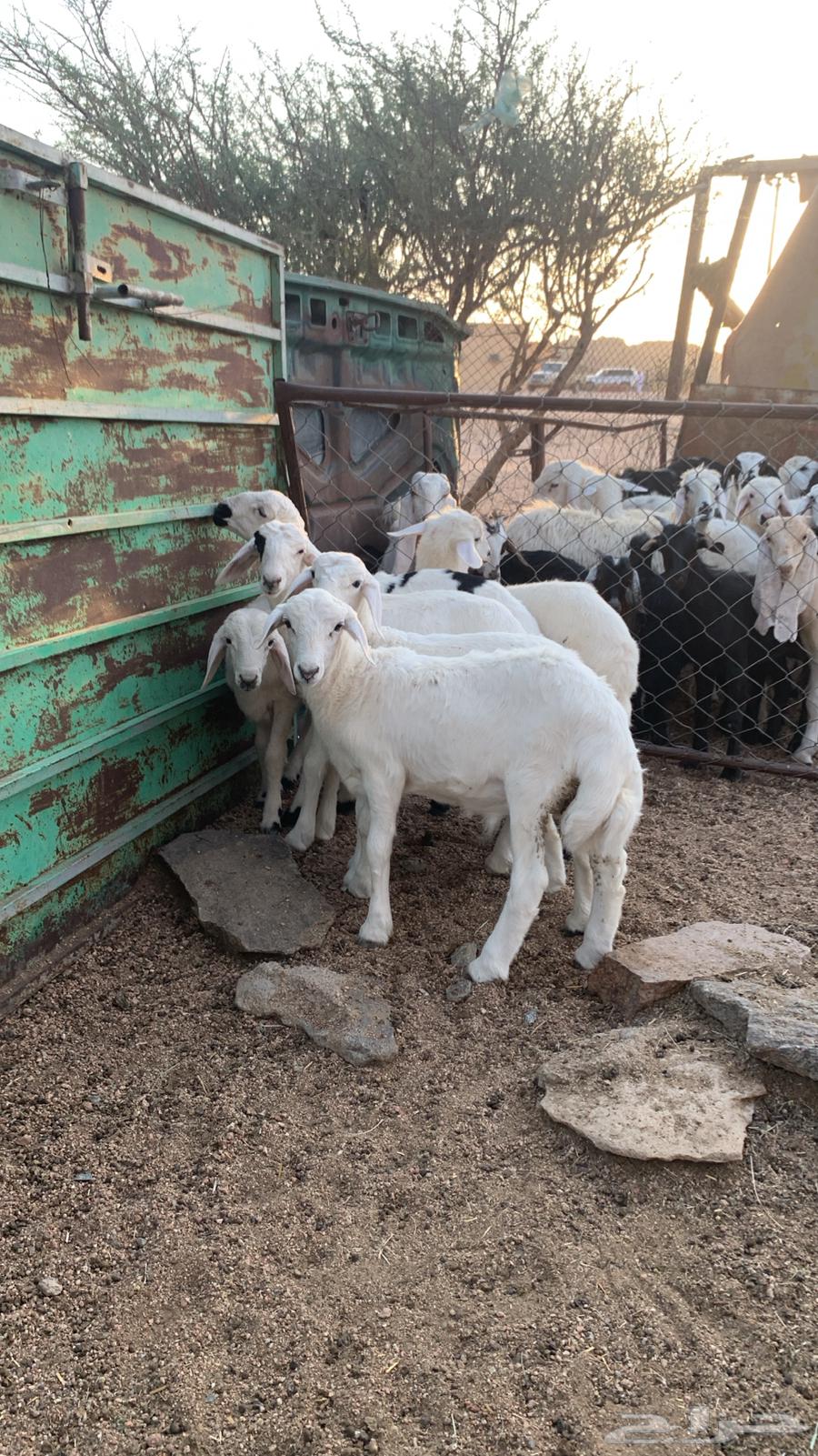 خرفان كفووو سعاره مناسب64440397226242111