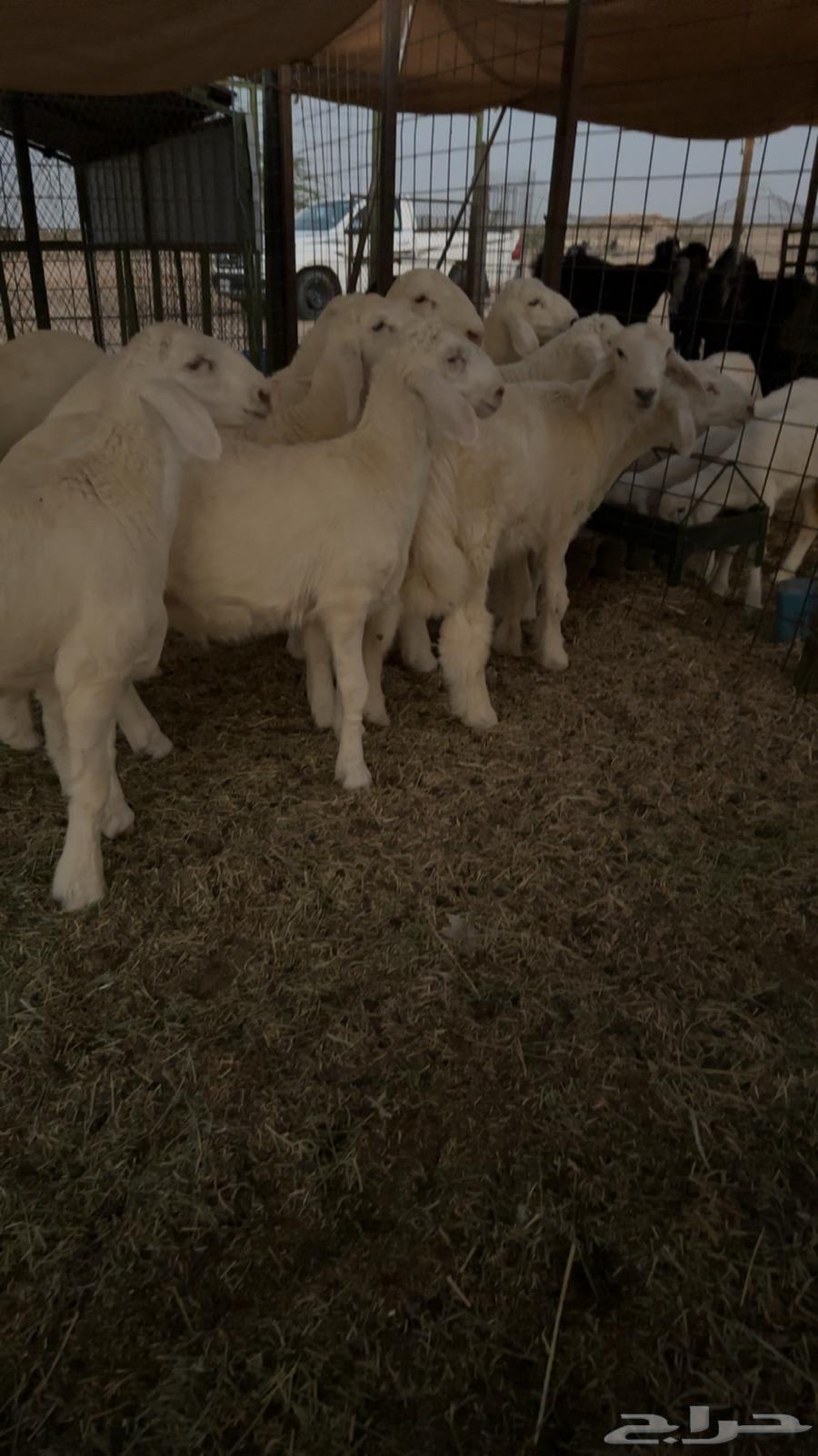 طليان حريه تم البيع64440738580739112