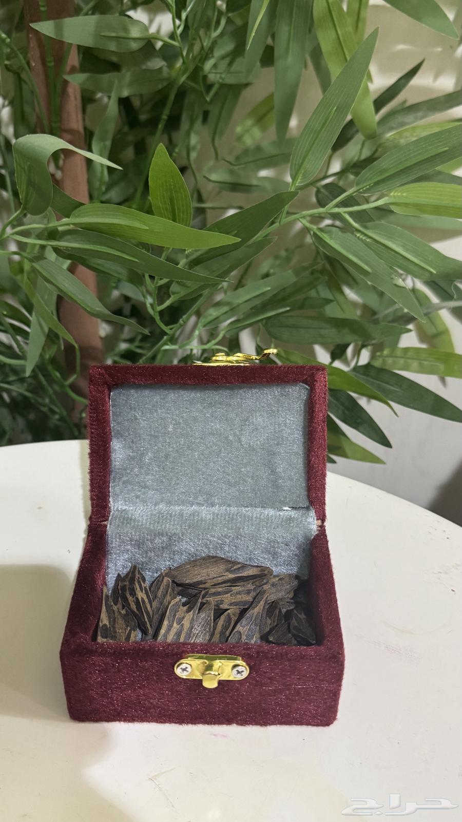 عود تايقر (عرض اليوم الوطني)64435067962115111