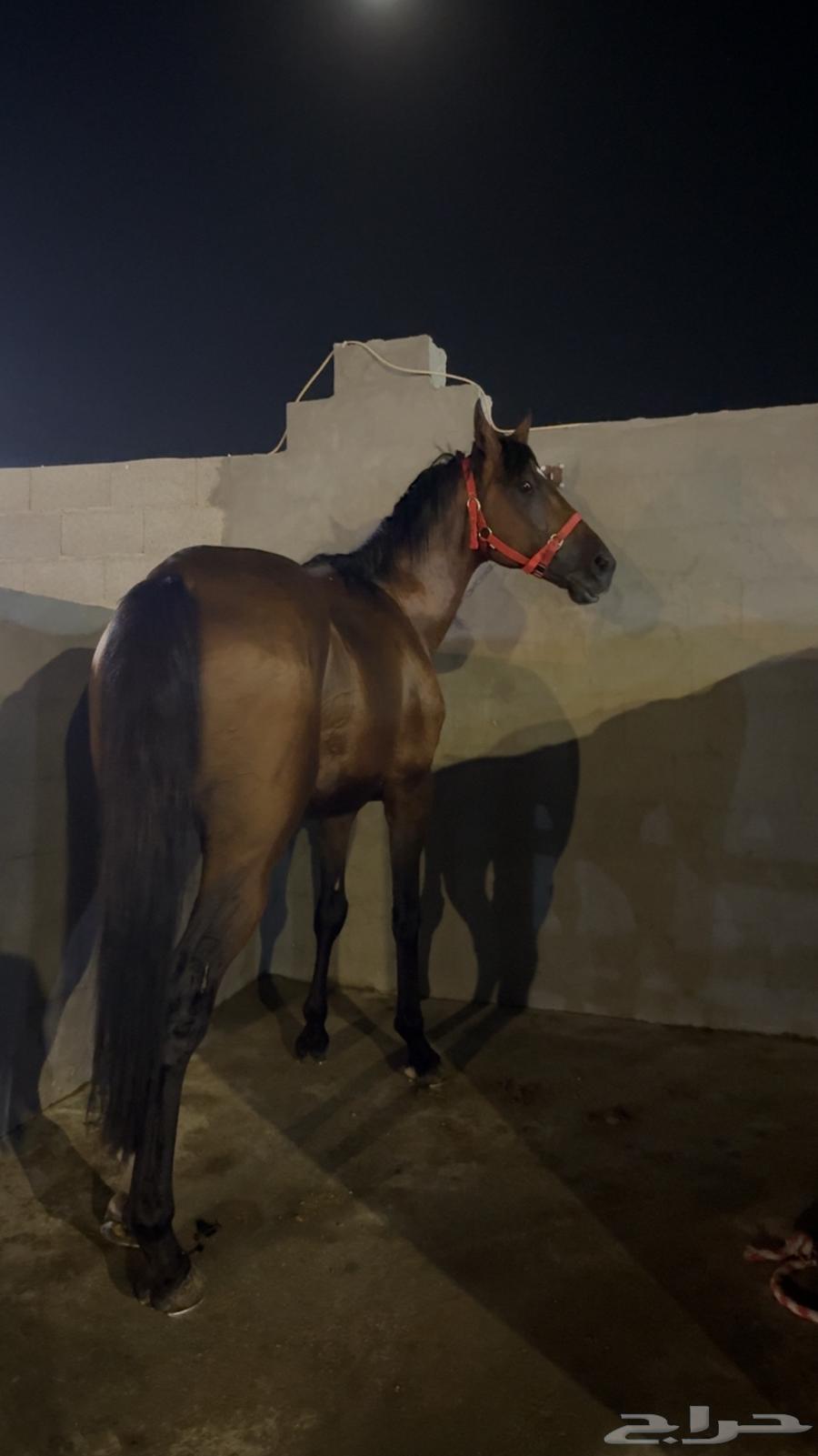 حصان شعبي للبيع64435581001089111