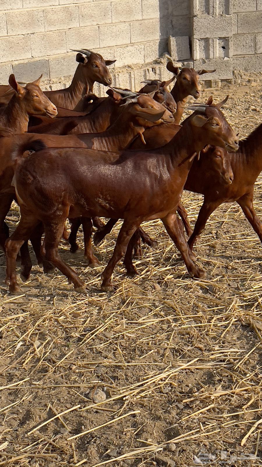 معزا دهم دبس جذعات ( تم البيع )64435163726977110