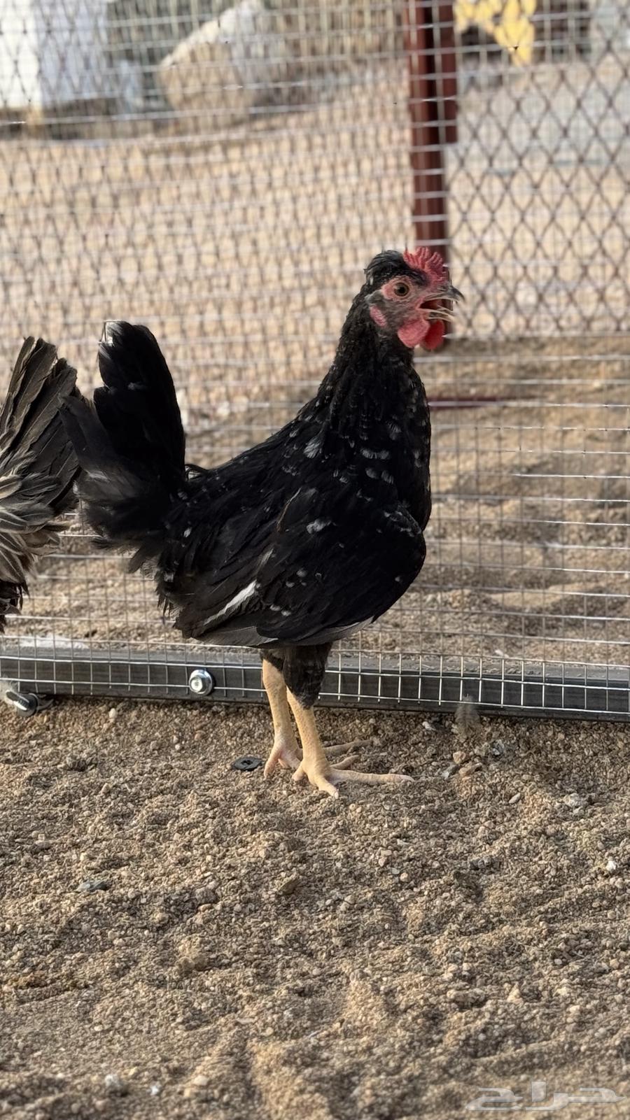 ديك كويتي(تم البيع)64438888158211110