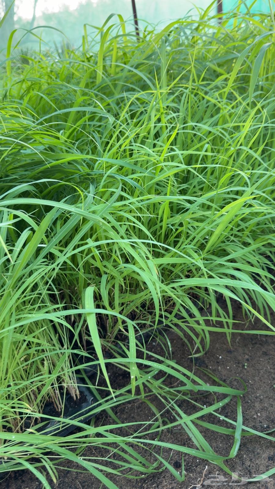 بونيكام سوبر مومباسا اسباني F1 هجين64433846326915110