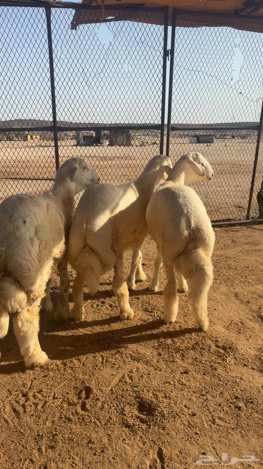 طليان64435136627329110