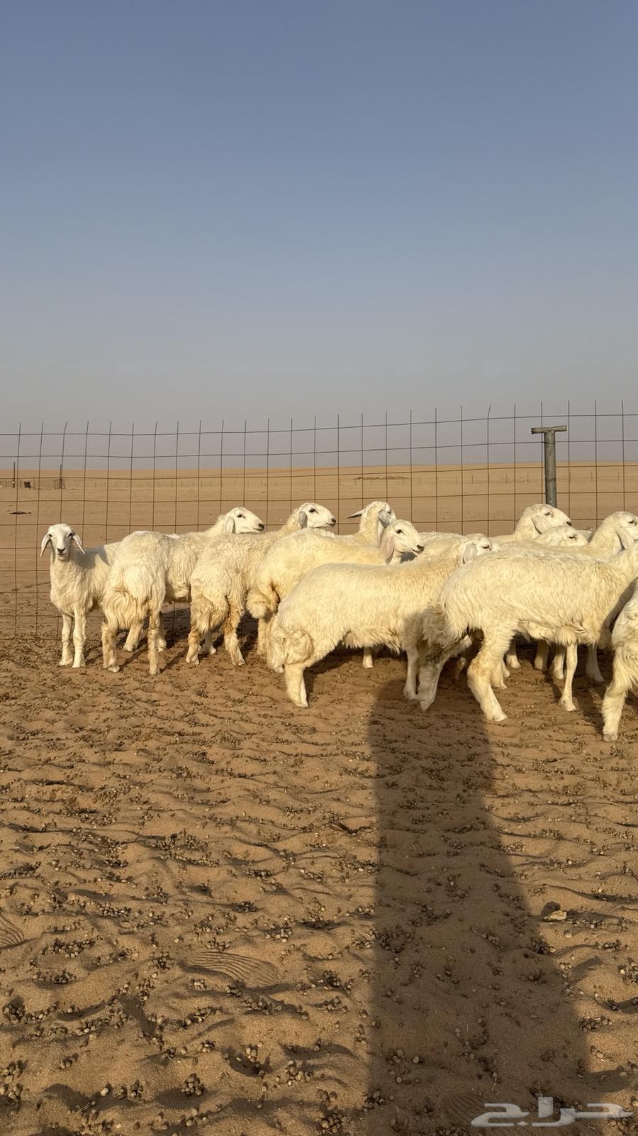 Luxury class camel male for those who want the best64439105029121114