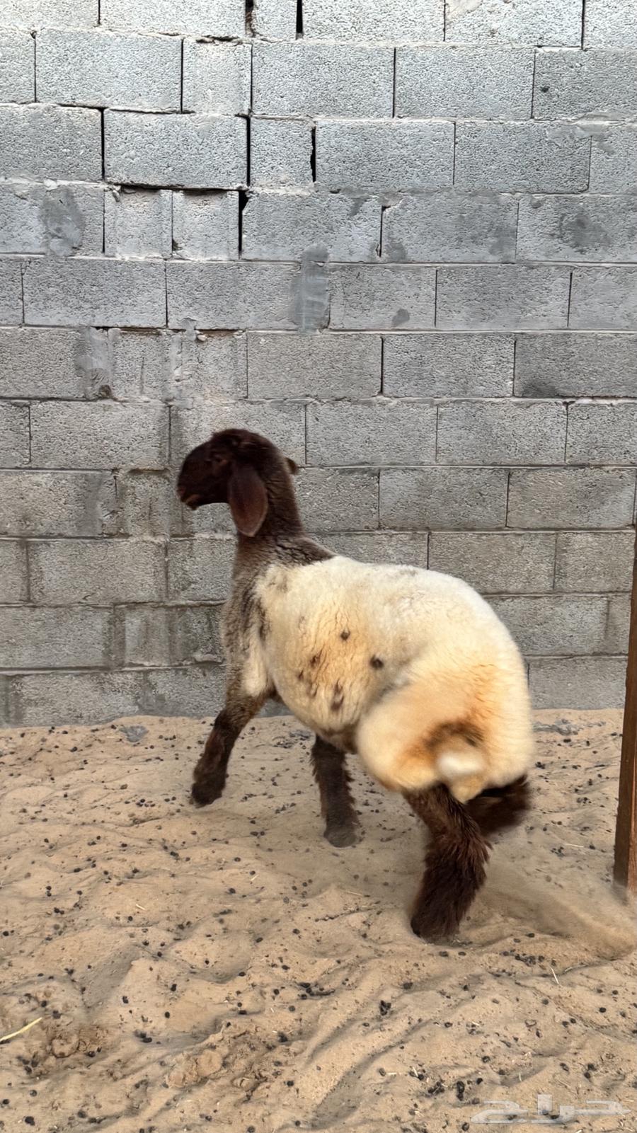 رخل مقنوي64434727794306111