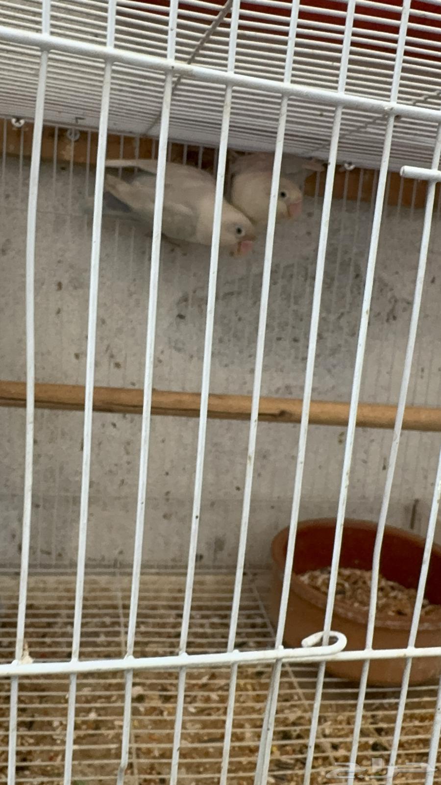 A pair of Fischer's birds with chicks64443330879363111