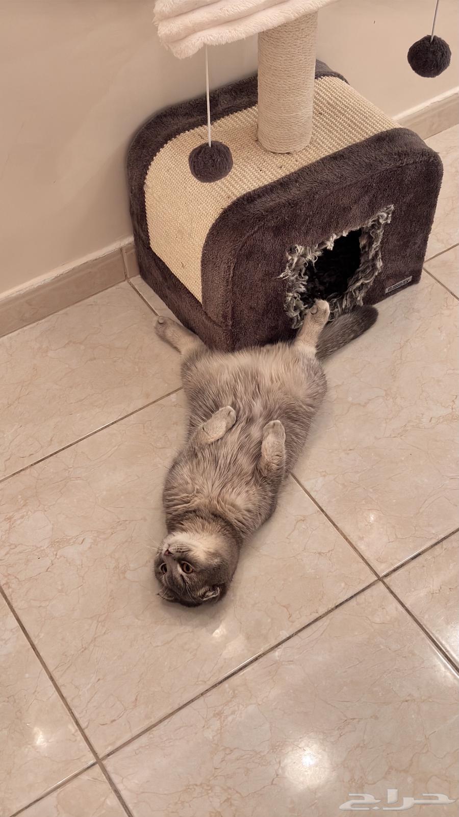 Scotch Fold64434484178819111