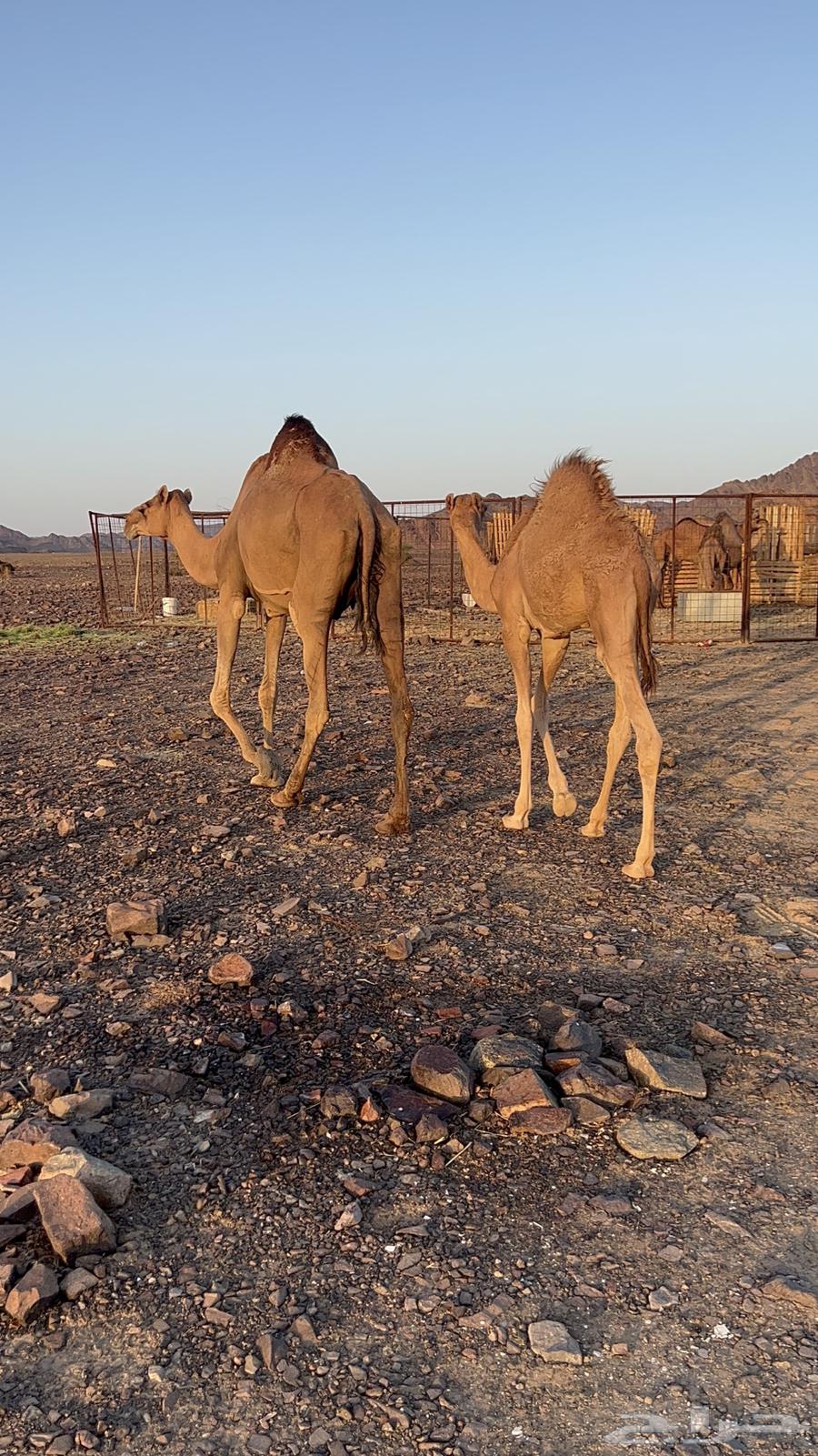 ناقه حمراء تحتها قعود مقفل فلل الفل والناقه جرميه الحد850064439623419905111