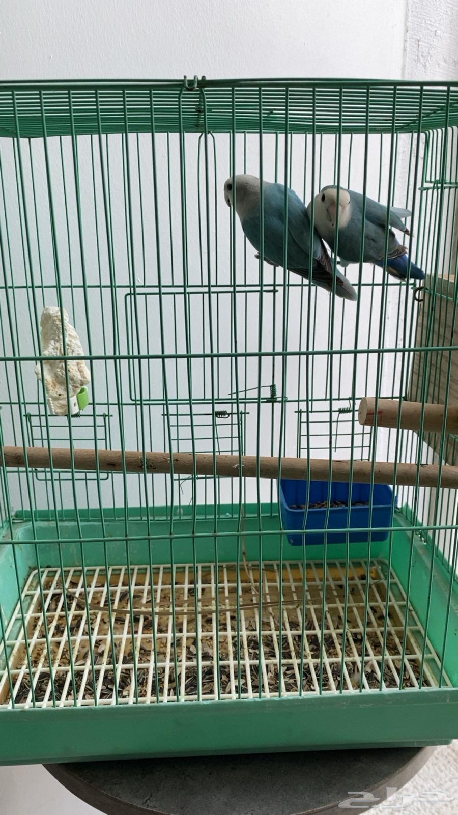 طيور64437881465858113