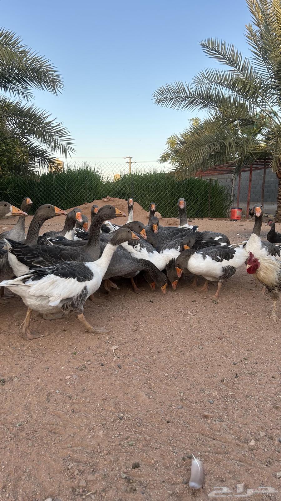 للبيع وز وبط (منتج)64438378200067111