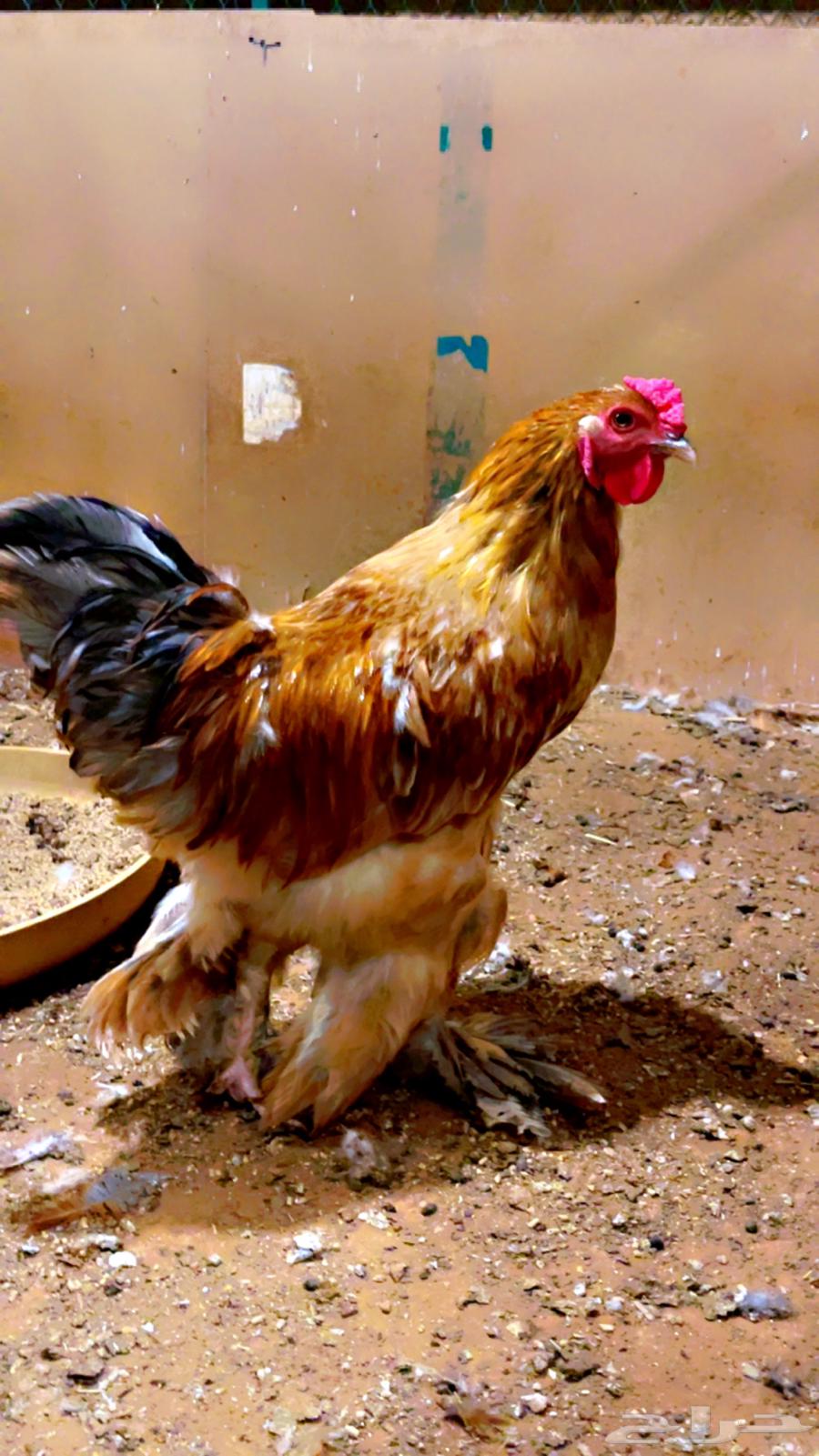 ديوك براهما الماني64434034009603110