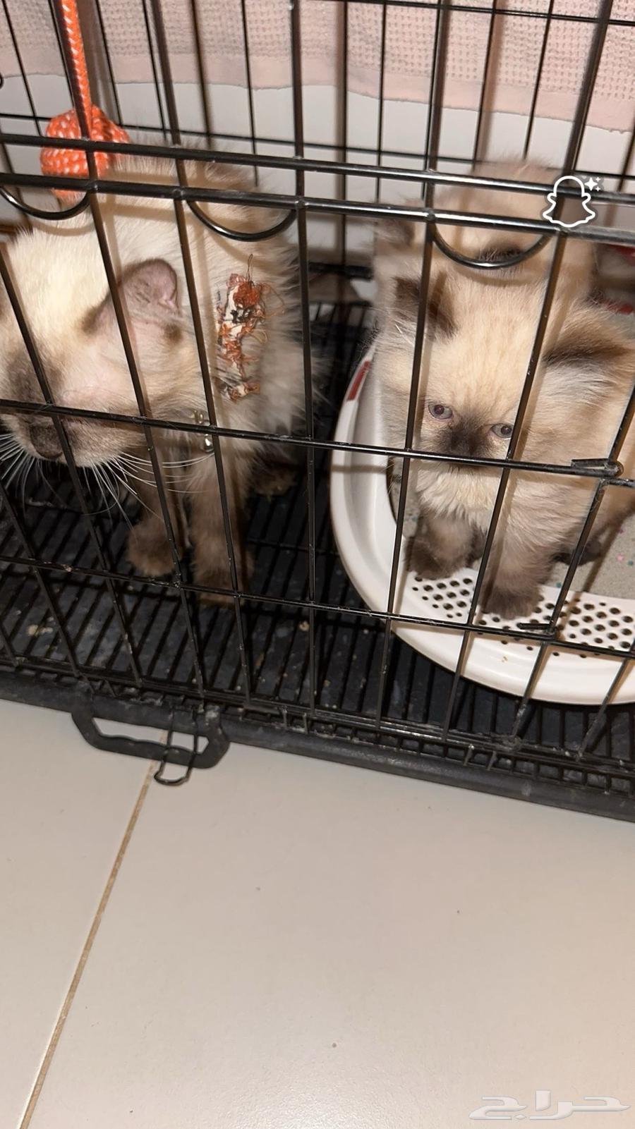 قطط للبيع64437504022786111