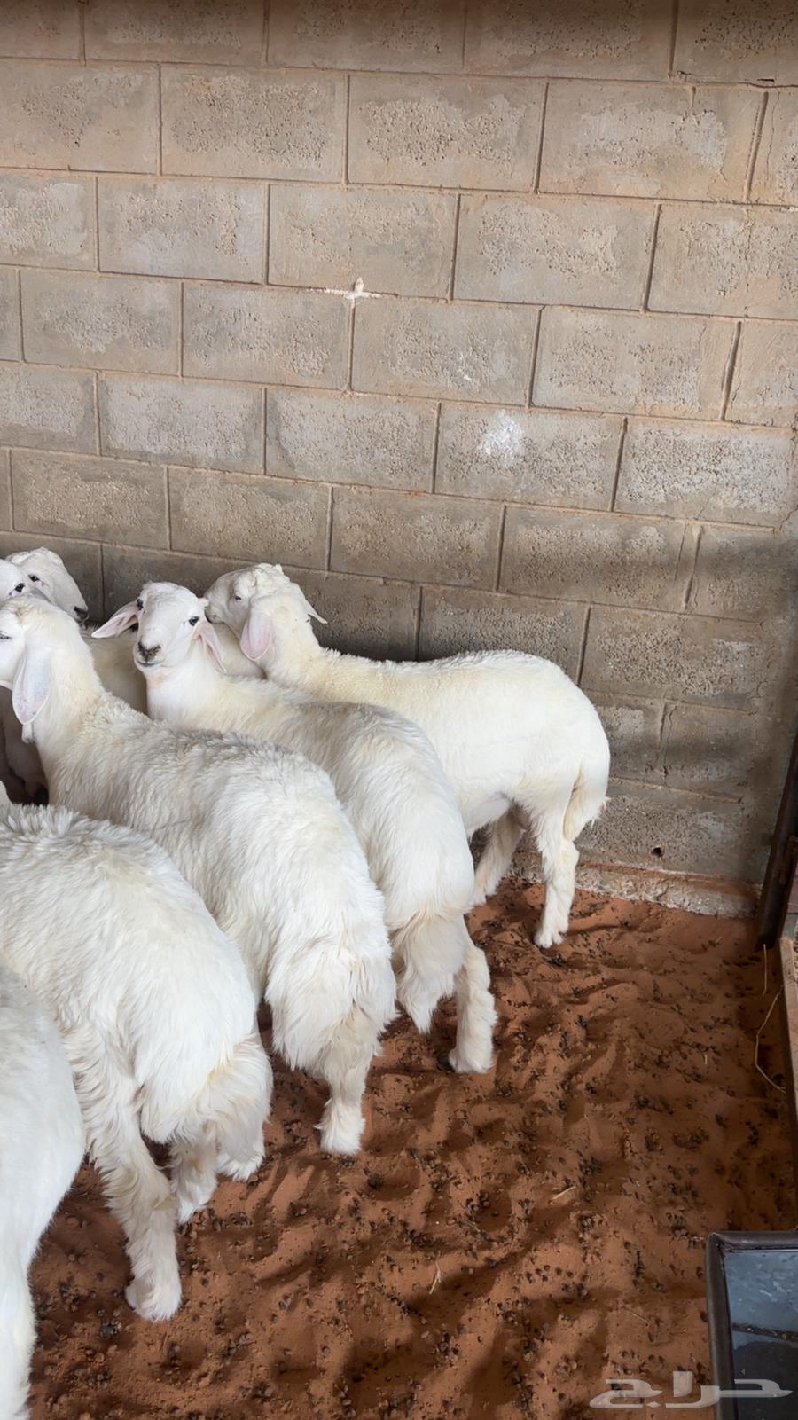 طليان ذبايح للبيع64437126291329111