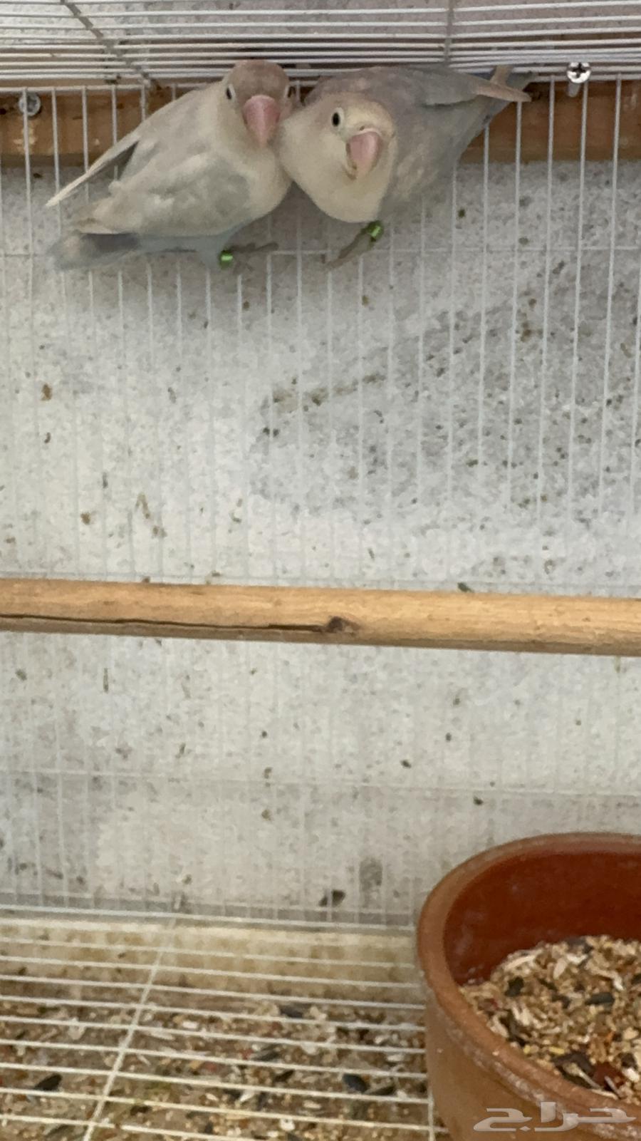 A pair of Fischer's birds with chicks64443330879363113