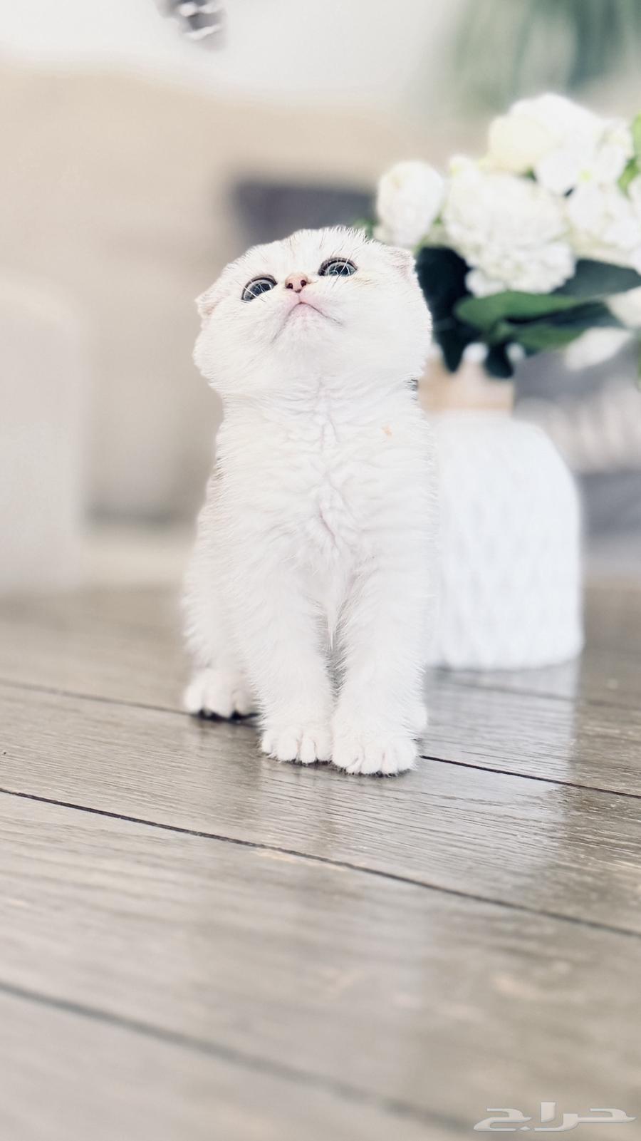 Scotch Double Fold Cat (Sold)64436453793154113