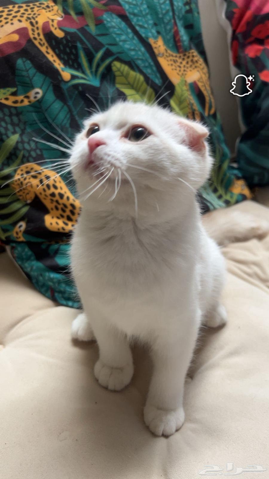 للبيع قطة سكوتش فولد64434905120771111