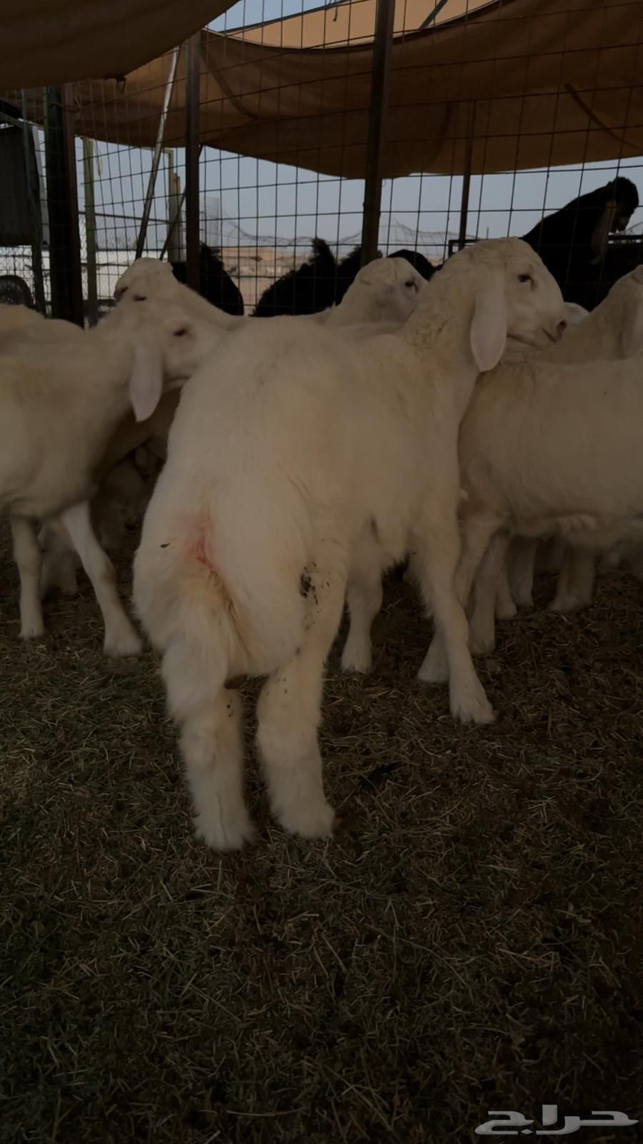 طليان حريه تم البيع64440738580739110