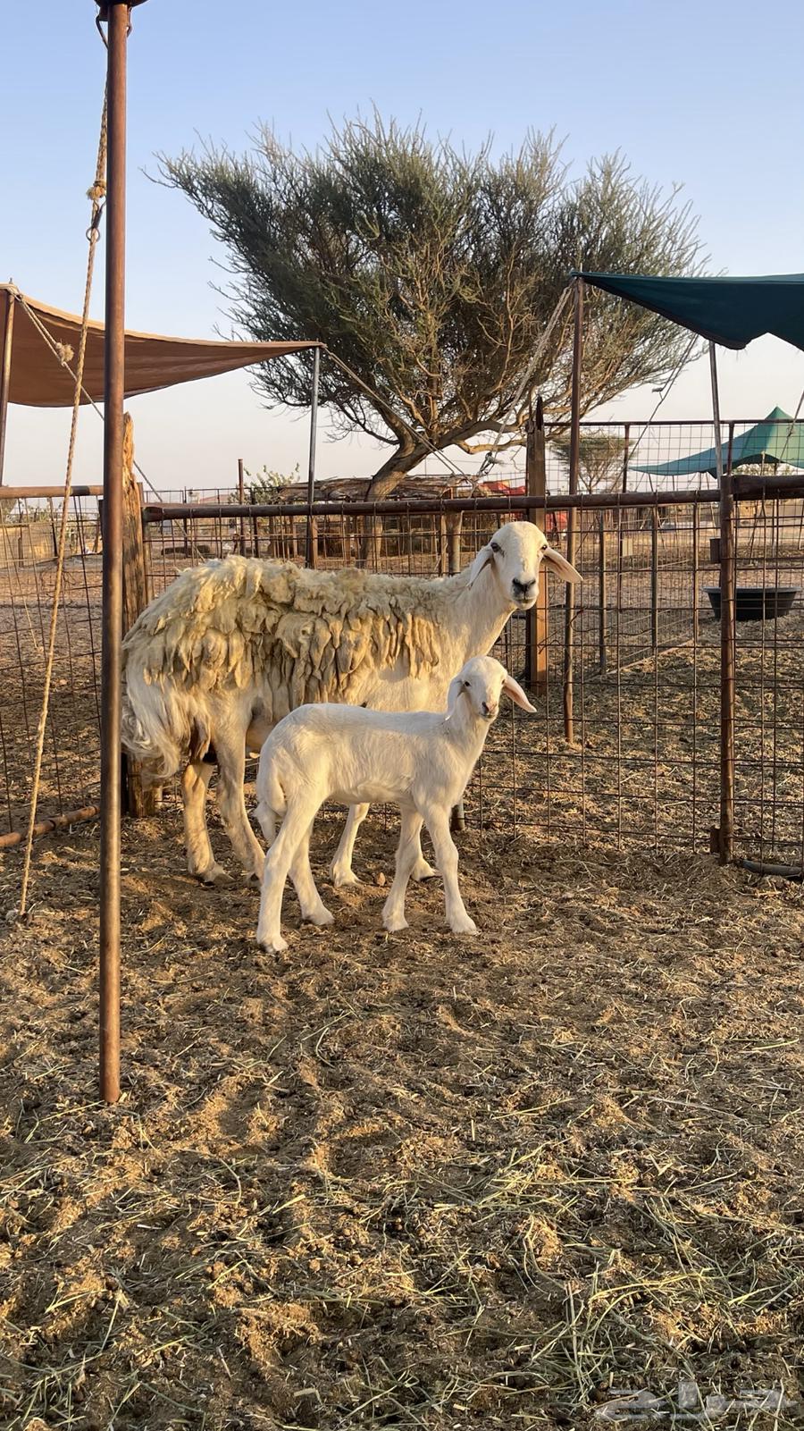 رخل صنف64440642701954111