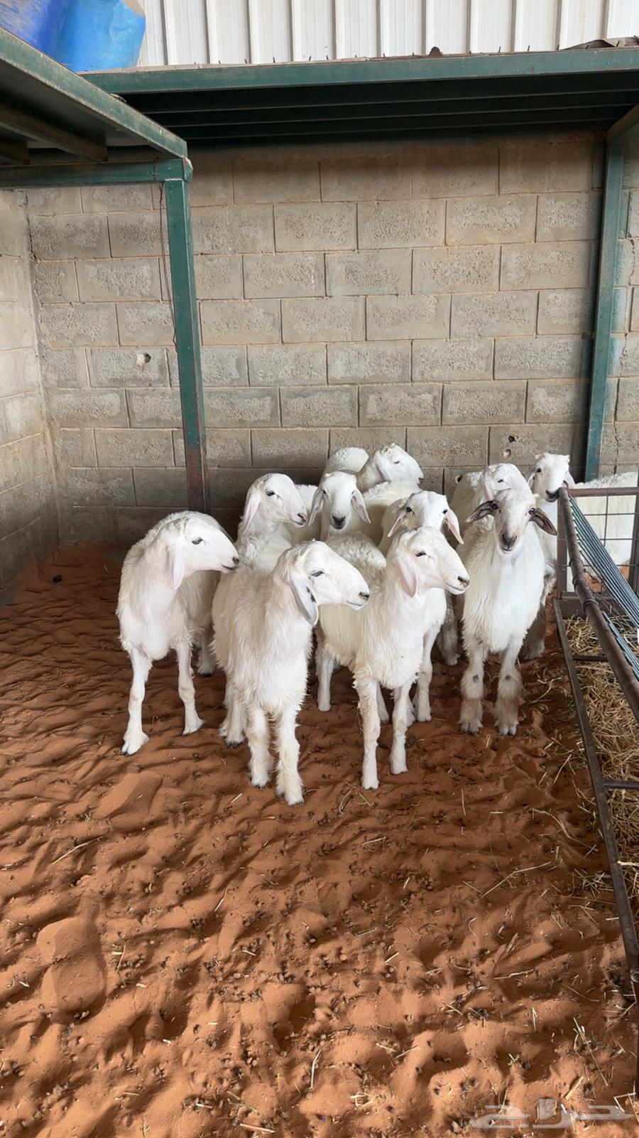 طليان ذبايح للبيع64437126291329110