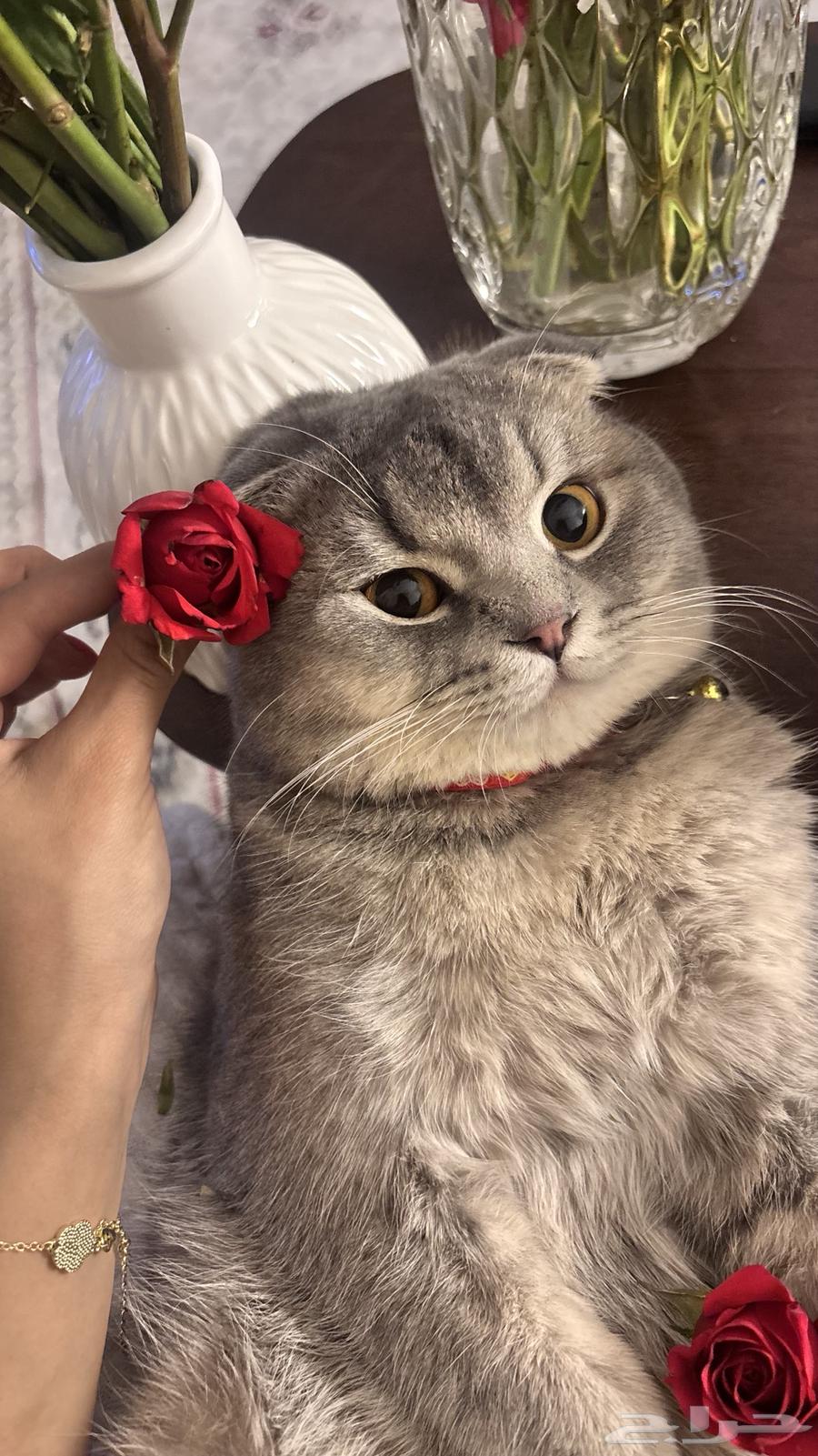 Scotch Fold64434484178819112