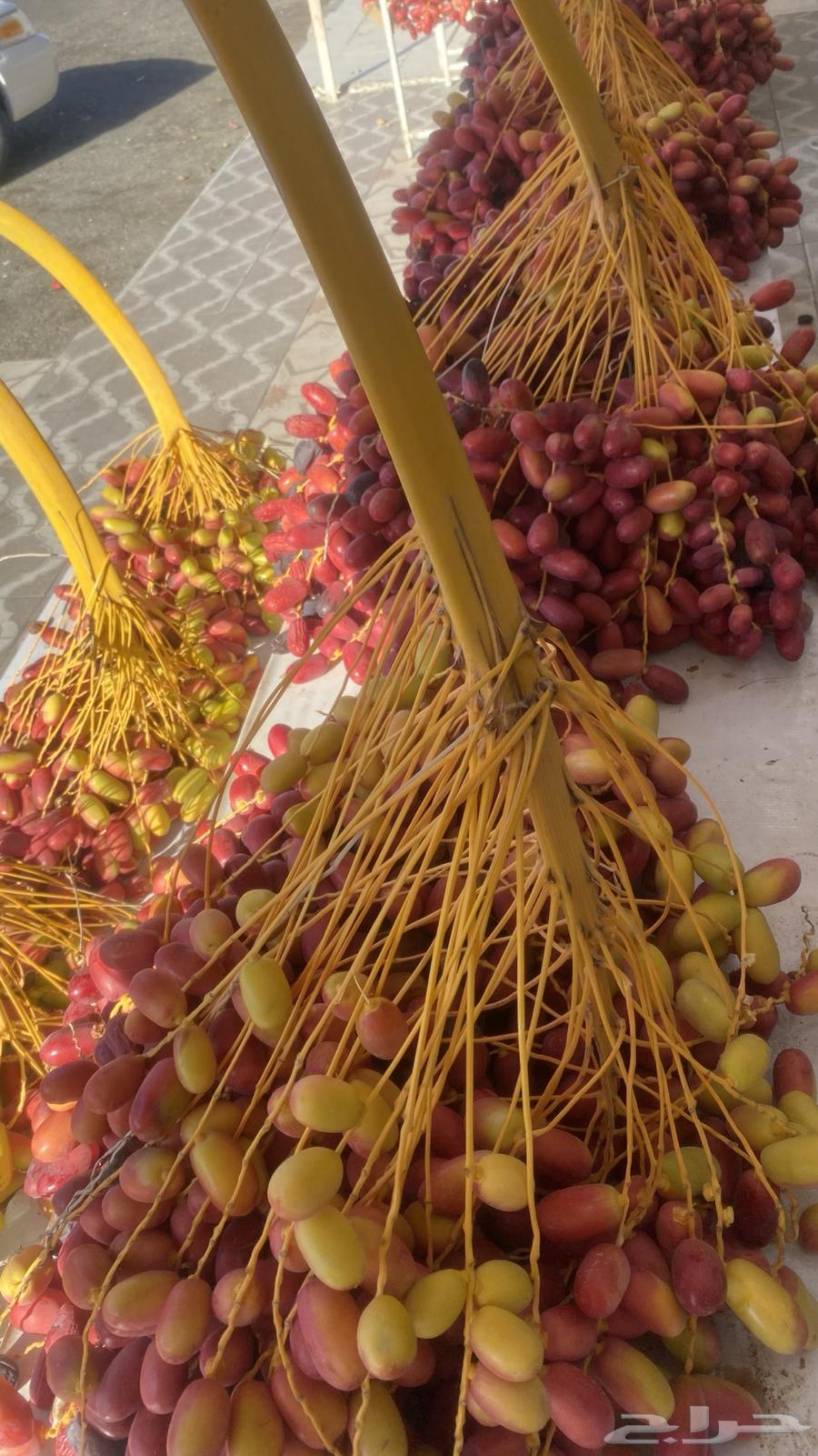 بسر او بلح قنو حلوة الجوف64459154361219114