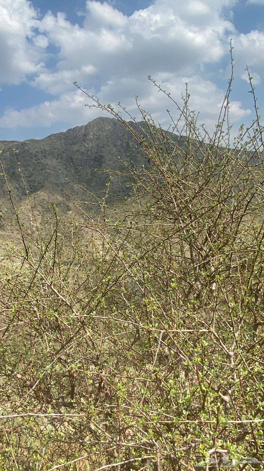 مساويك بيشم64434470455809110