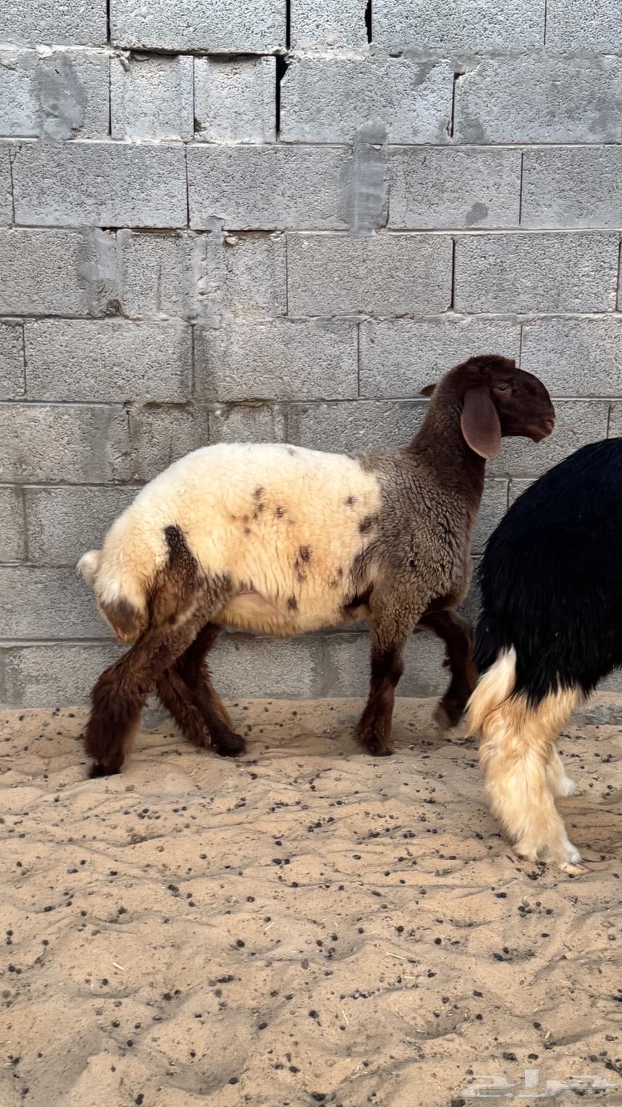 رخل مقنوي64434727794306110