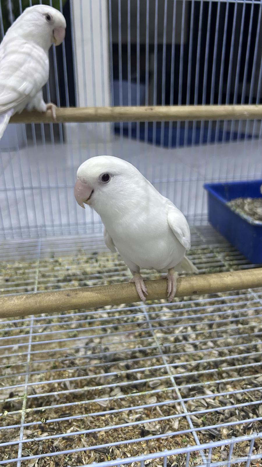 روز البينو64437288477057112