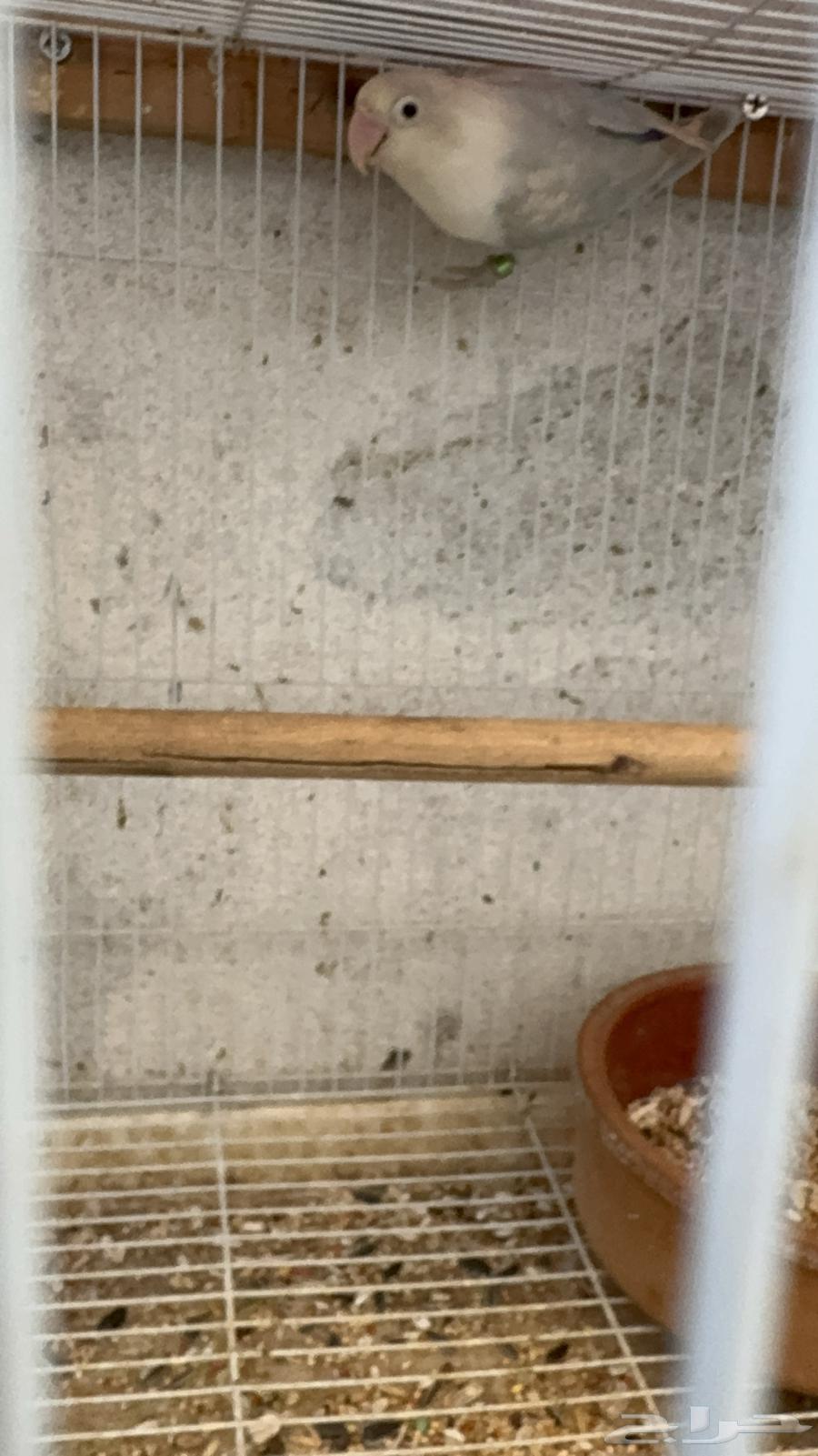 A pair of Fischer's birds with chicks64443330879363114