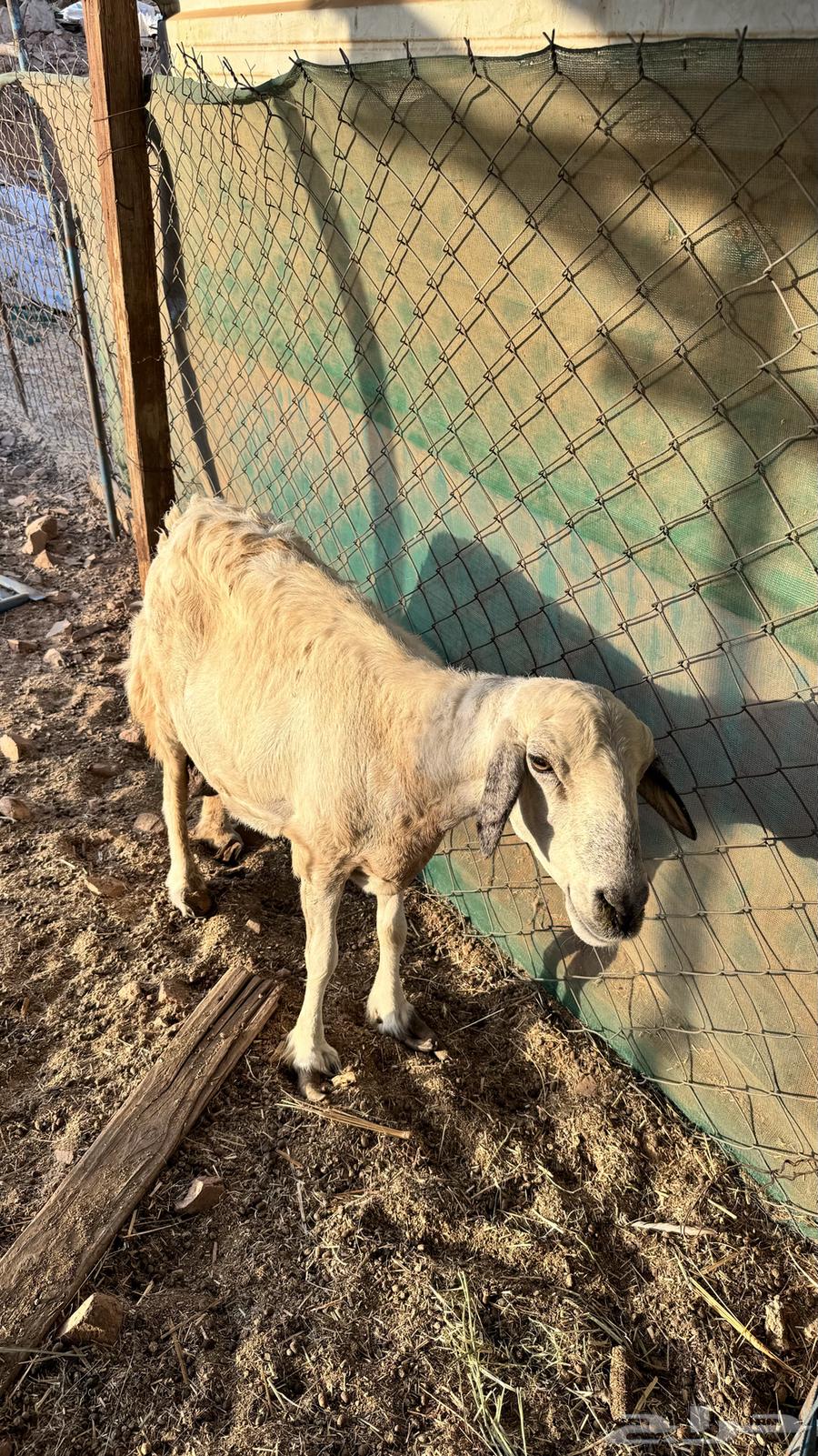 تم البيع64439361744897110