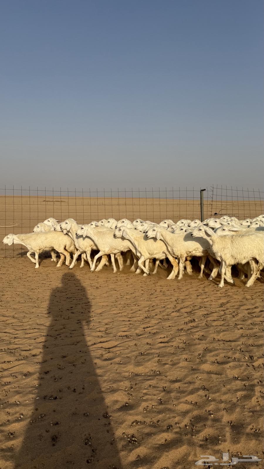 Luxury class camel male for those who want the best64439105029121110