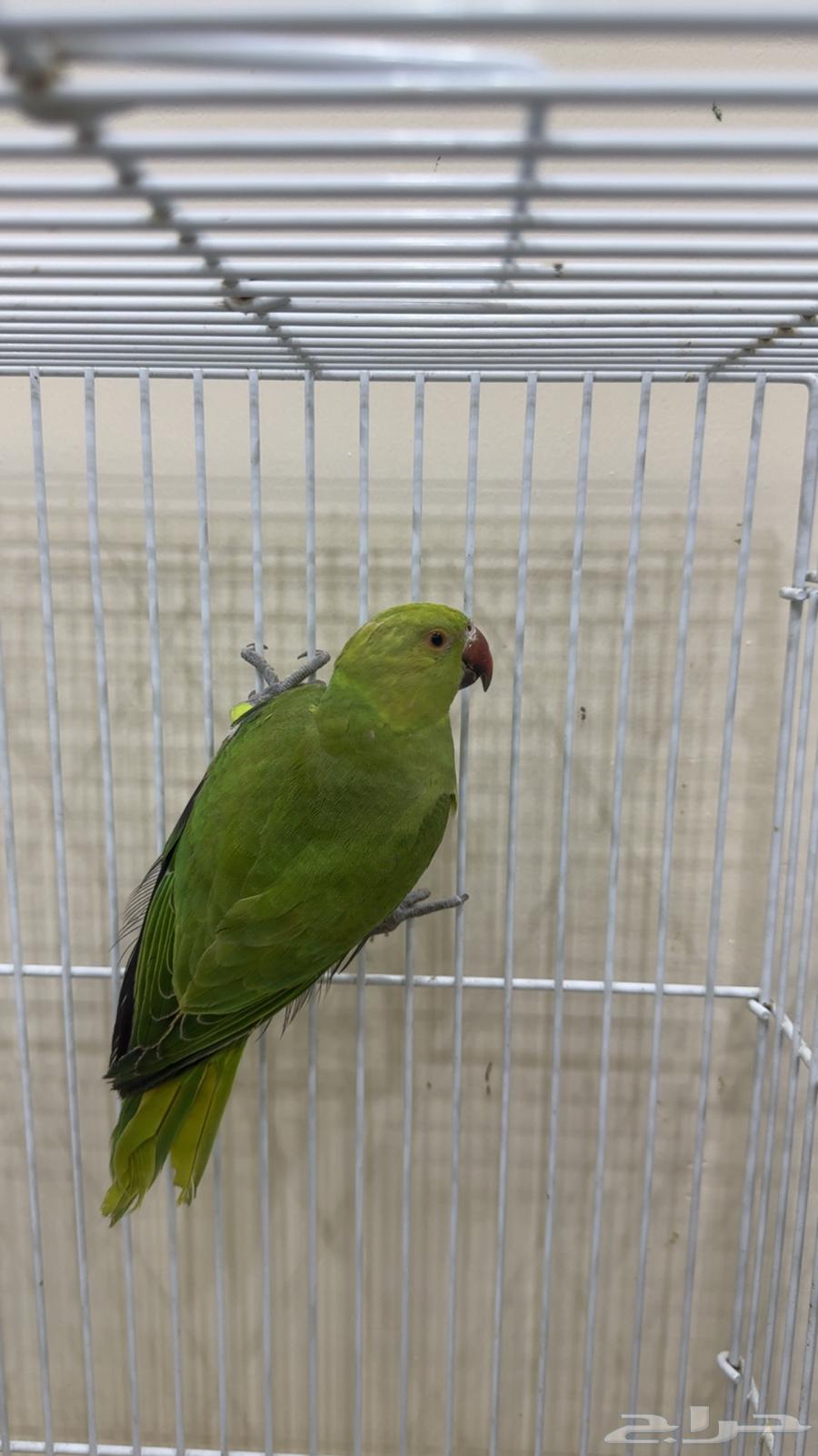 ببغاء دره هندي ( يوجد تابي وتمارا )64441117400450113