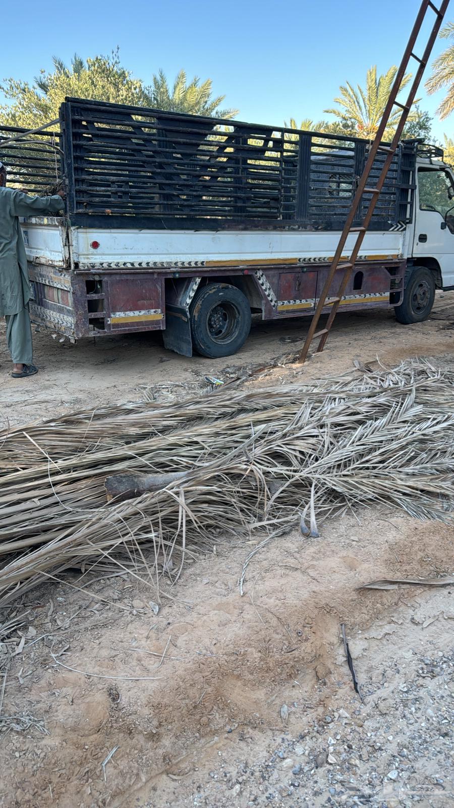 عسيف نخل .جريد نخل للبيع64428214912770111
