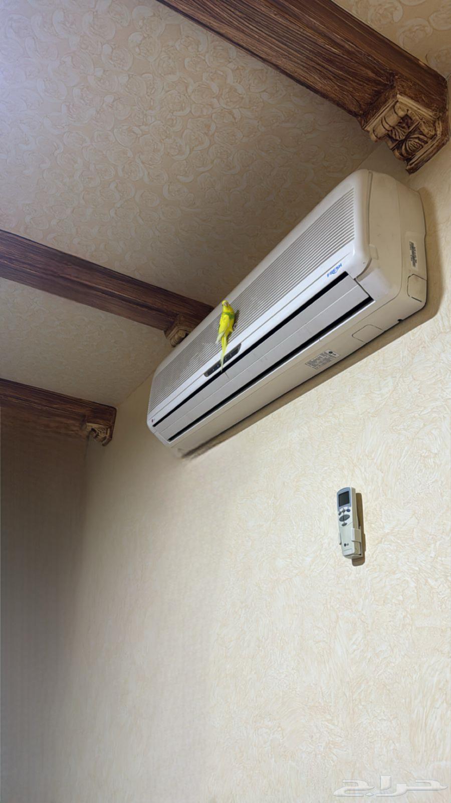 طيور كناري للبيع64438901591937112