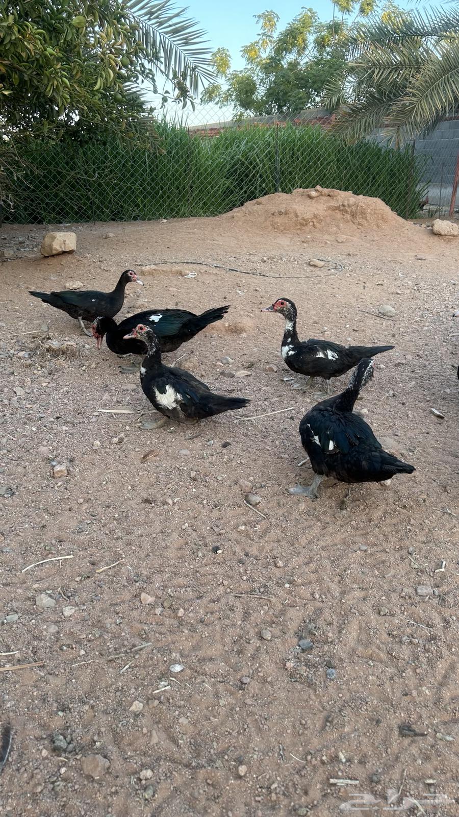 للبيع وز وبط (منتج)64438378200067112