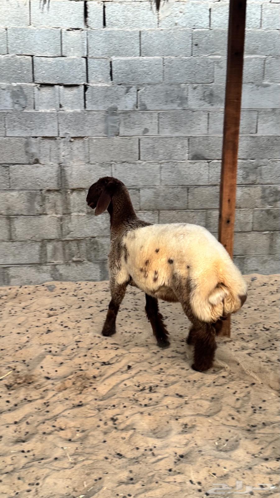 رخل مقنوي64434727794306113