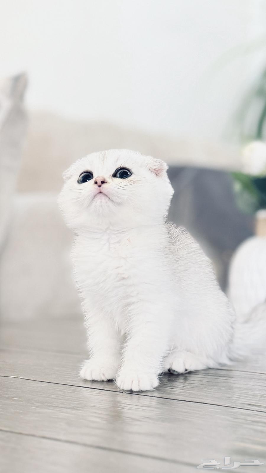 Scotch Double Fold Cat (Sold)64436453793154112