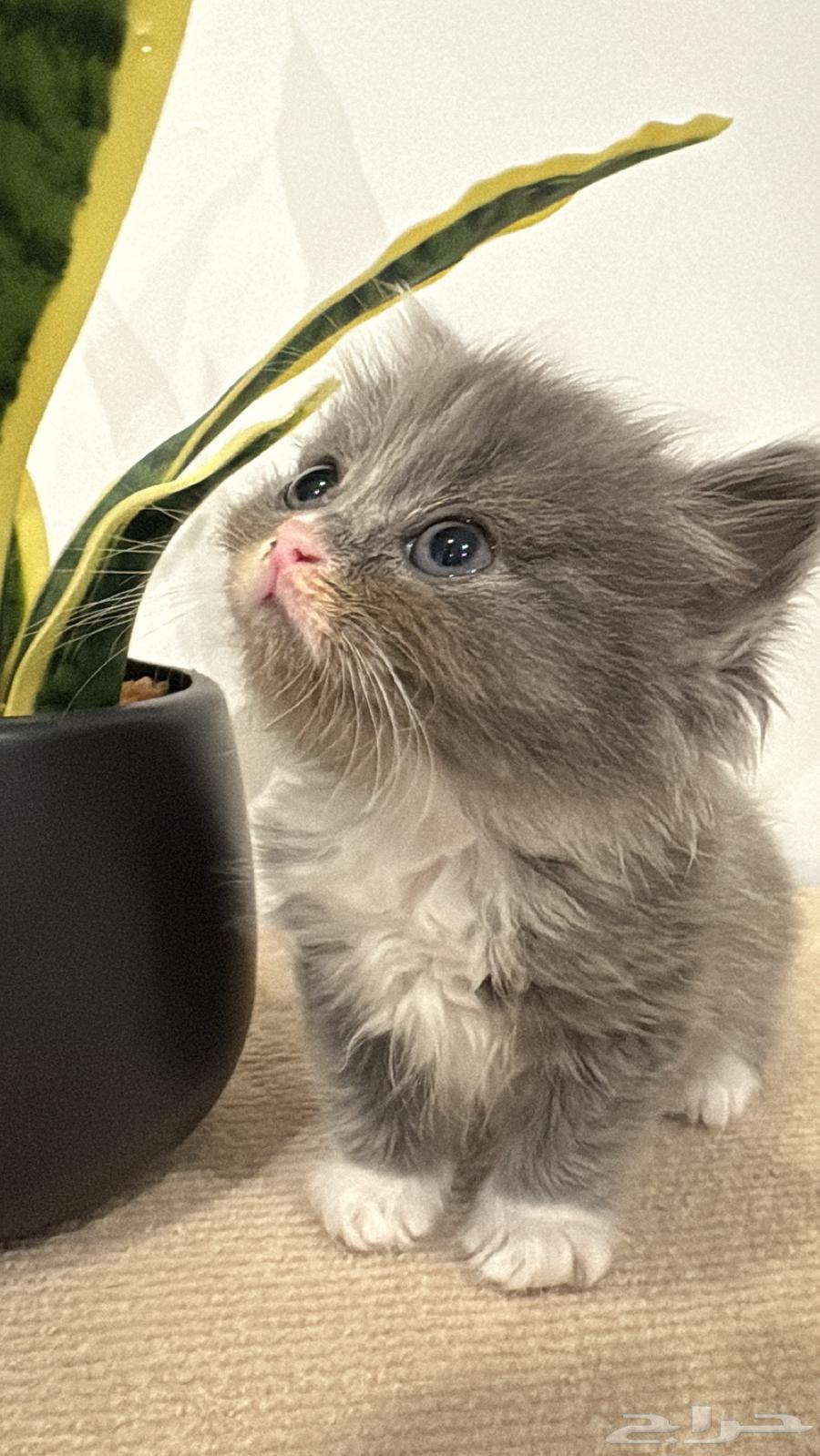 Sold64441226478467114