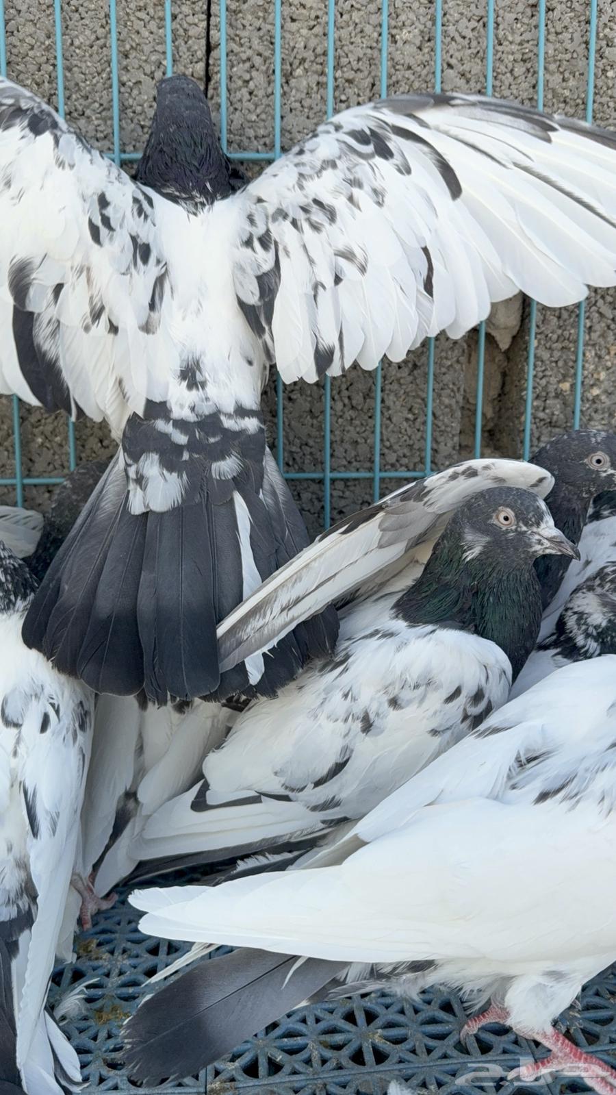 حمام باكستاني للبيع64435285956226111